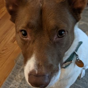 Meet your Posher, Casey